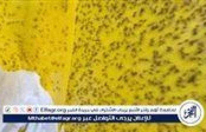 بالبلدي: إعلام
      عبري:
      ذباب
      مصري
      يغزو
      حيفا
      ويثير
      الذعر
      في
      الأحياء
      الراقية
      (تفاصيل)