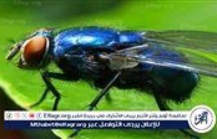 نكبة بيئية في حيفا المحتلة بسبب ذباب «دروسوفيلا»