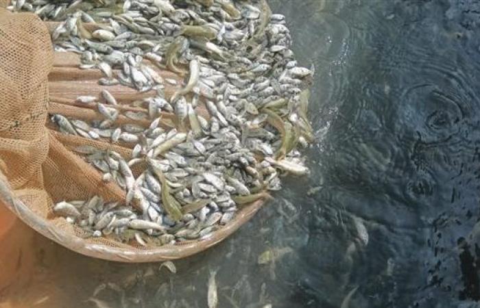 محافظ الشرقية: إنزال 600 ألف إصبعية سمك بترعة الإسماعيلية دعمًا للثروة السمكية
