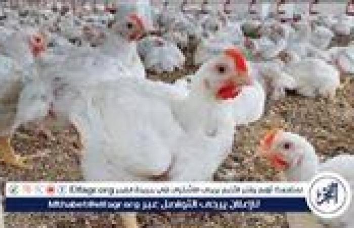 أسعار الفراخ البيضاء اليوم الأربعاء 9-7-2025 في الدقهلية