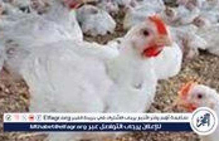 بالبلدي: بورصة
      الدواجن..
      أسعار
      الفراخ
      البيضاء
      اليوم
      الأربعاء
      9-7-2025
      في
      قنا