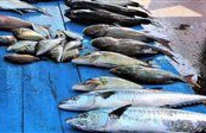 بالبلدي: أسعار
      السمك
      اليوم
      الأربعاء
      9
      -
      7
      -
      2025