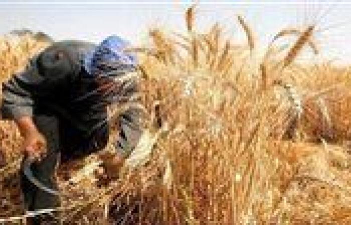 بالبلدي: توريد
      151
      ألف
      طن
      من
      محصول
      القمح
      للشؤون
      والصوامع
      بالغربية