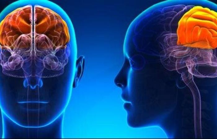 دراسة علمية تحسم الجدل بشأن قدرة المخ البشري على تكوين خلايا عصبية جديدة