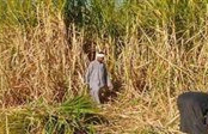 لدينا اكتفاء ذاتي.. نقيب الزراعيين: زيادة مساحات قصب السكر لـ150 ألف فدان