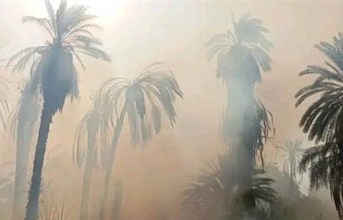 الدفع بـ 4 سيارات إطفاء للسيطرة على حريق اندلع في نخيل بالخانكة