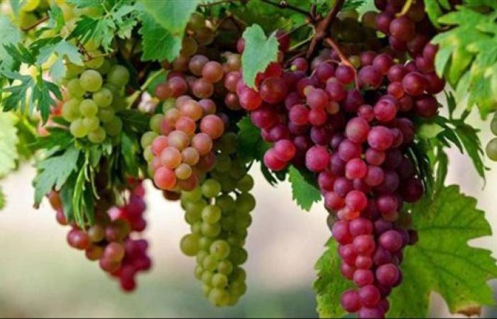 تفسير العنب الأحمر في الحلم يشغل بال الكثيرين.. ماذا يعني ظهوره؟