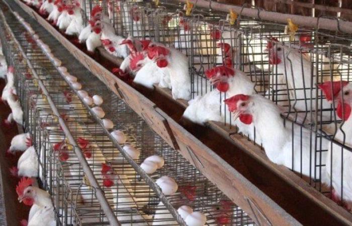 بالبلدي: «البلدي
      بـ125»..
      أسعار
      البيض
      والفراخ
      اليوم
      الجمعة
      18
      يوليو
      2025