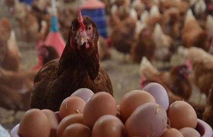 أسعار الدواجن والبيض في مصر اليوم الأحد
