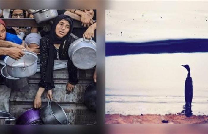 ضمير العالم.. بين حمامة العراق ودماء فلسطين