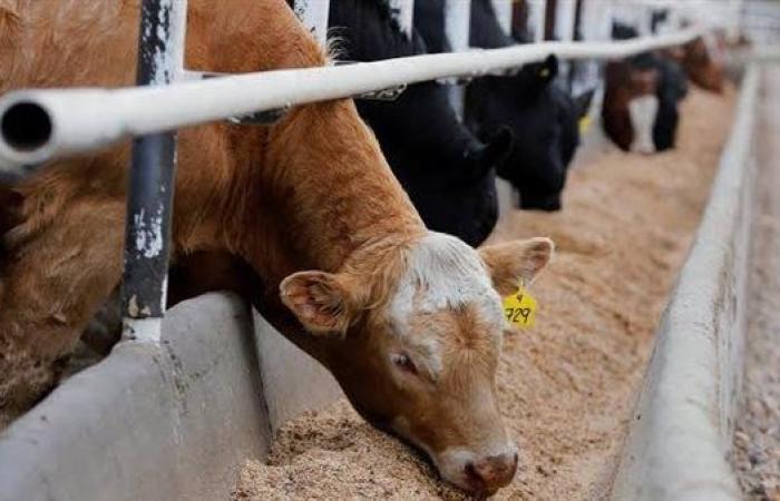 المشروع القومي لإحياء البتلو.. كيف ساهم في زيادة إنتاج مصر من اللحوم؟