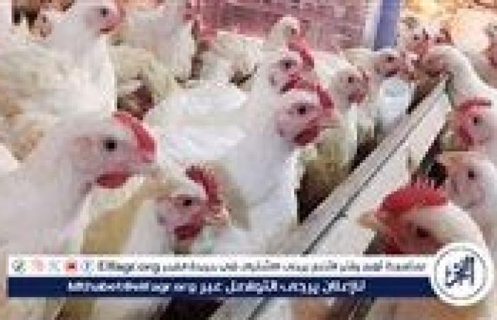 بورصة الدواجن.. أسعار الفراخ البيضاء اليوم الثلاثاء 22-7-2025 في قنا