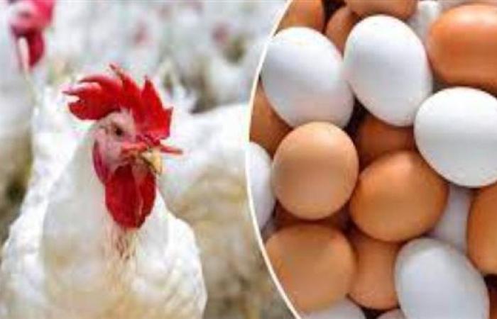 سعر الفراخ مساء اليوم الأربعاء.. الدواجن البلدي بكام؟