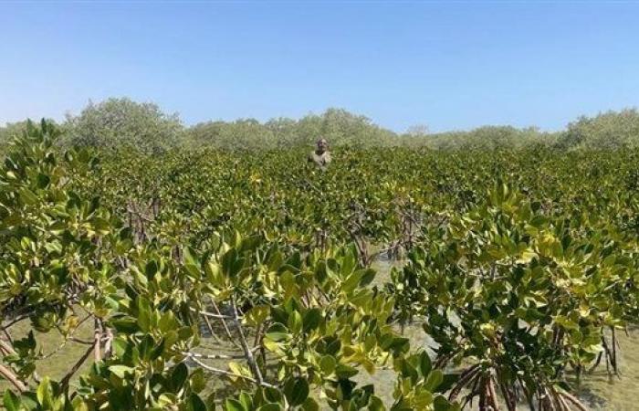 "المانجروف" مصدر جديد للعملة الصعبة في مصر.. إيه الحكاية؟