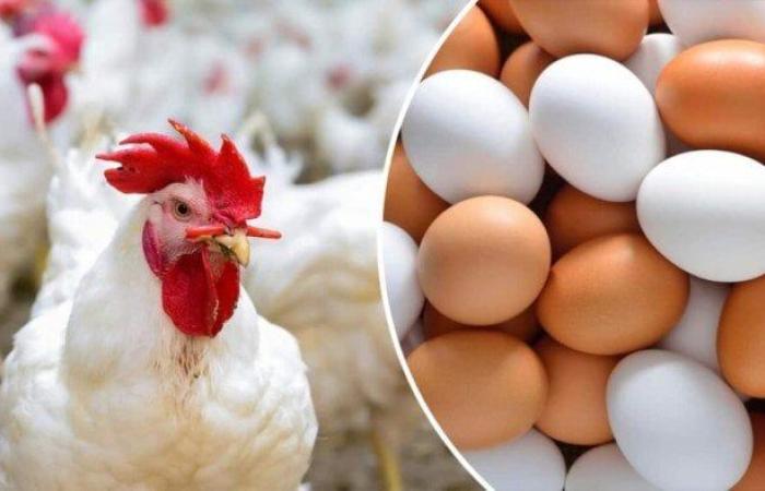 الفراخ البيضاء بكام؟.. أسعار الدواجن والبيض اليوم الأحد 27-7-2025