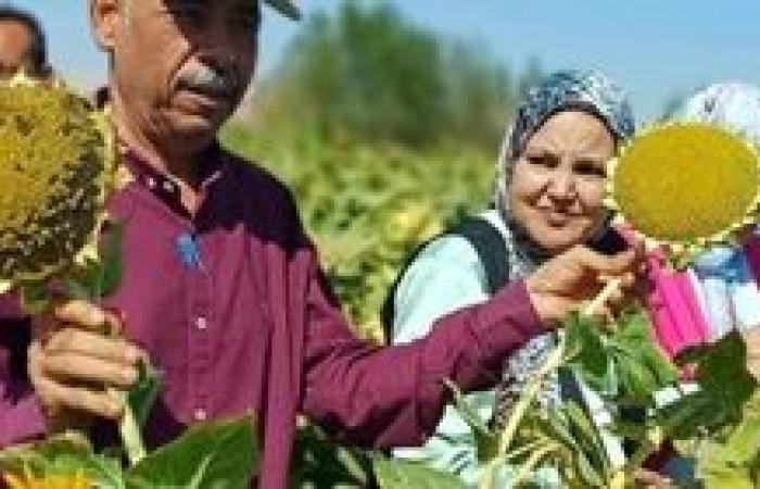 جنوب سيناء تحصد الذهب الأصفر: نجاح واعد لعباد الشمس الزيتي