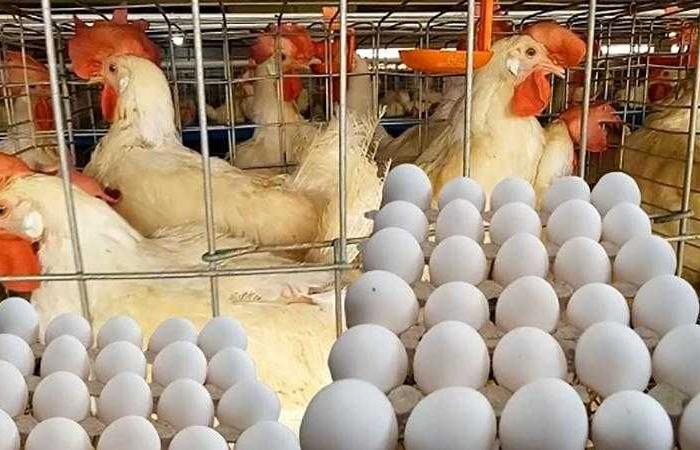 أسعار الدواجن والبيض في مصر اليوم السبت