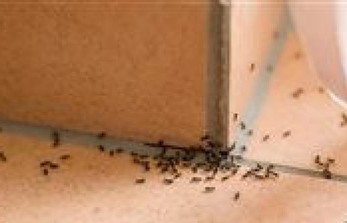 غزو النمل في المنازل.. ما الأسباب الخفية وطرق التخلص الفعالة