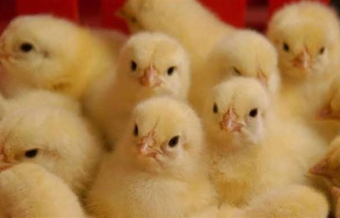 سعر الكتكوت الأبيض اليوم 7 أغسطس