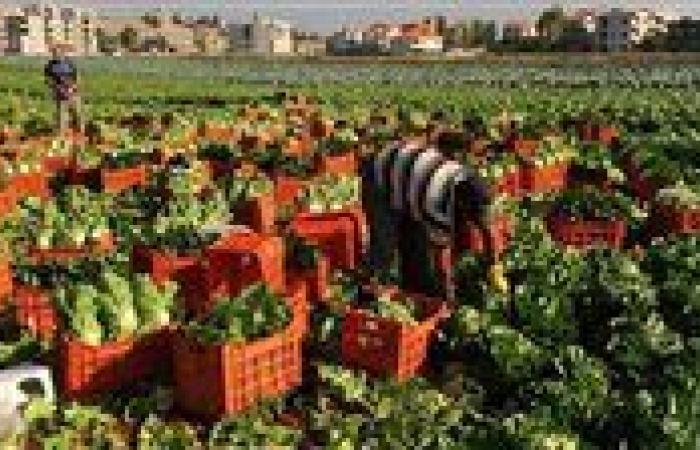 بعد ارتفاع حجمها.. اقتصادية النواب: الصادرات الزراعية المصرية تحقق أرقاماً قياسياً