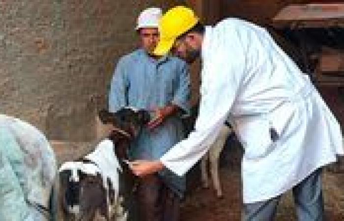 وزير الزراعة يعلن إنتاج لقاح محلي لسلالة «SAT-1» من الحمى القلاعية