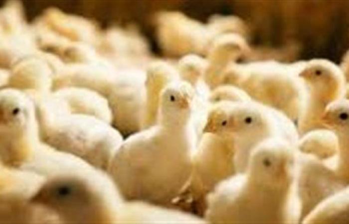 سعر الكتكوت الأبيض اليوم عمر يوم الجمعة 15-8-2025.. بكام في السوق النهاردة؟