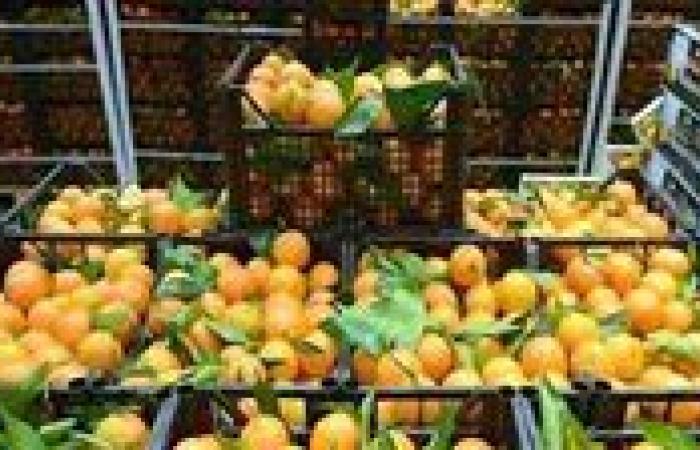 الموالح المصرية في صدارة الصادرات الزراعية رغم التحديات العالمية