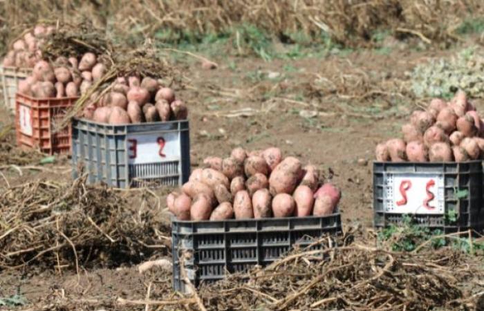 بعد تراجعها من المرتبة 28 إلى المرتبة 67 عالميا .. صادرات البطاطس المغربية تستعيد عافيتها