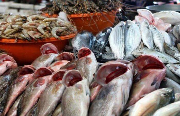 أسعار السمك والجمبري اليوم الثلاثاء في الأسواق.. البلطي بـ 100 جنيه