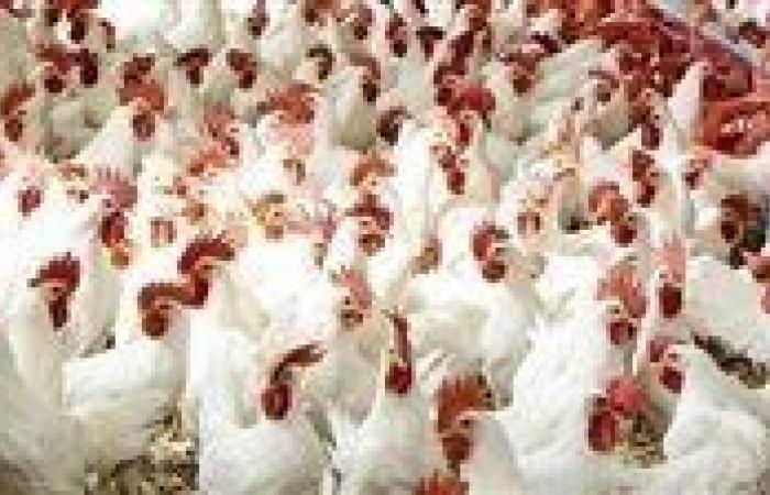 وصلت 66 جنيه..سعر الفراخ اليوم الأربعاء 20-8-2025