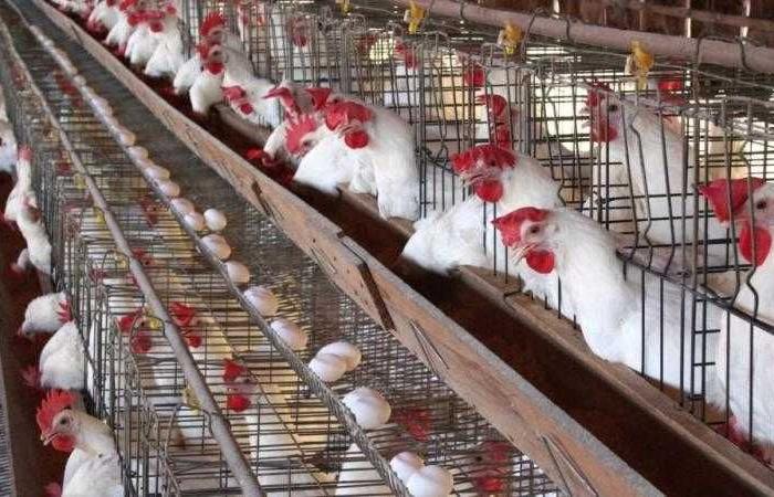 أسعار الدواجن والبيض في مصر اليوم الاربعاء