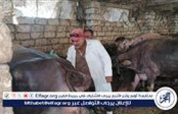 تحصين 45317 رأس ماشية في الحملة القومية للتحصين ضد مرض الحمى القلاعية بلقاح sat1 في الدقهلية..صور