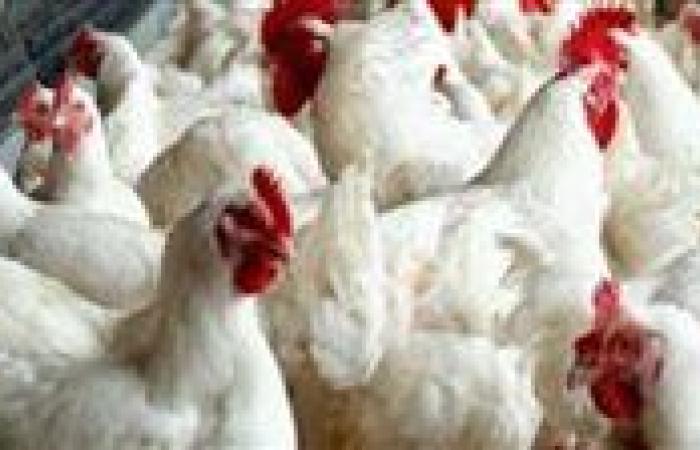 انخفاض أسعار الدواجن من 80 إلى 62 جنيهًا للكيلو.. والزيني: لدينا اكتفاء ذاتي كامل والتصدير مستمر