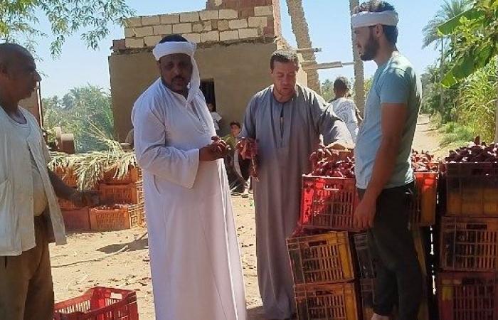 الفيوم تبدأ موسم جني التمور.. البارحي والزغلول نجوم الحصاد