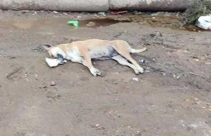 عاجل.. مواطن يقدم بلاغا بقتل كلبه بالسم لسرقة ...