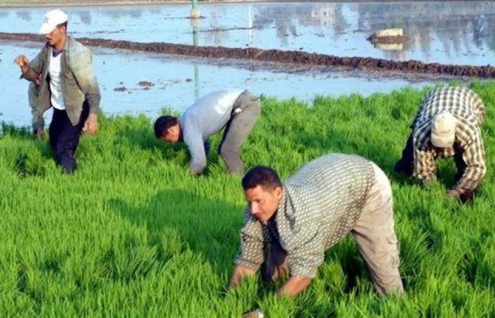 دمياط تنتهي من زراعة 45 ألفًا و810 أفدنة من محصول الأرز