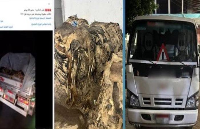 الداخلية تكشف حقيقة وضع سائق «كلاب نافقة» في صندوق سيارته بالجيزة