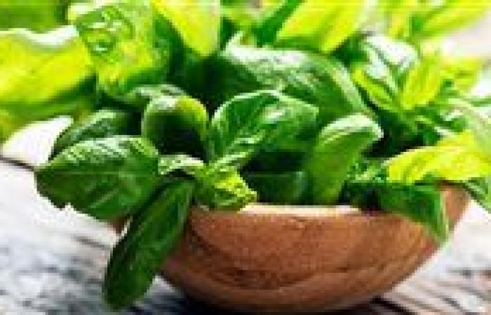 يعزز المناعة ويحارب الأمراض... فوائد صحية مذهلة لم تكن تعرفها عن الريحان