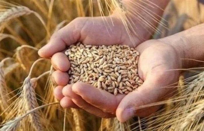 سعر الأرز الشعير اليوم السبت في الأسواق.. رفيع الحبة بكام؟