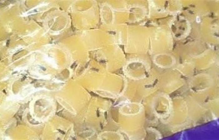 بالصور.. تموين بورسعيد تضبط كميات ضخمة من مكرونة بالحشرات