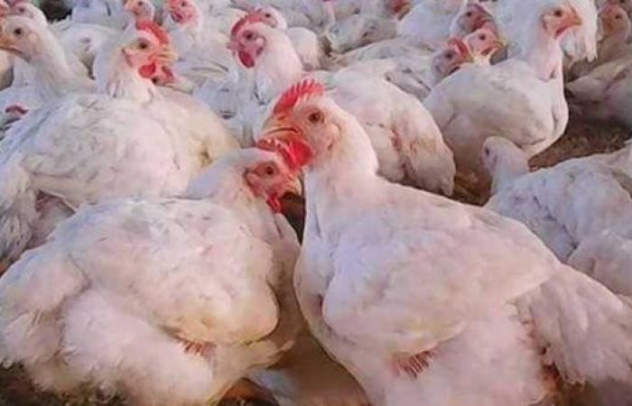 أسعار الفراخ والبيض داخل بورصة الدواجن اليوم الجمعة