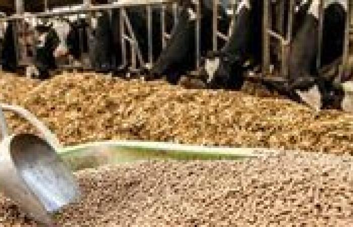 لمكافحة الغش والاحتكار.. ضبط 12،5 طن من الأعلاف مجهولة المصدر