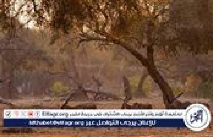 هيئة تطوير محمية الإمام عبدالعزيز بن محمد الملكية تنتج فيلمًا وثائقيًا يكشف أسرار "جبل العرمة"