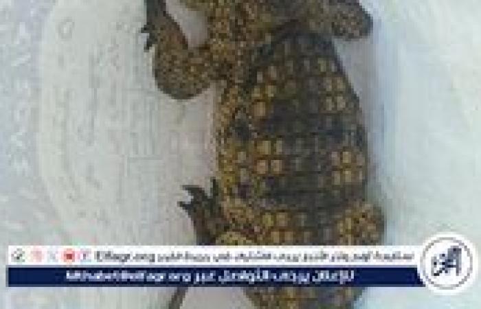 ظهور تمساح طوله متر بشاطئ أبو تلات يثير الذعر بين المصطافين ووكيل وزارة البيئة في الإسكندرية يكشف الوضع