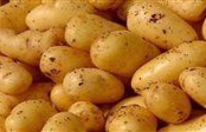 مصر تتجه بقوة نحو مركز عالمي لإنتاج وتصدير تقاوي البطاطس