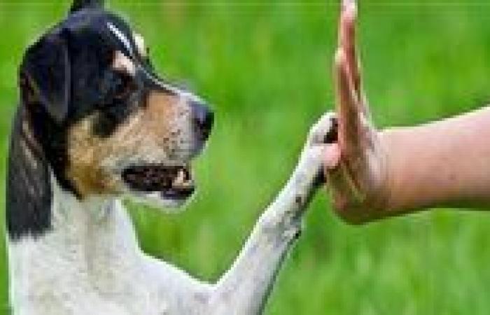 أزهري يحذر من تعذيب الحيوانات: الرفق بالحيوان أمر ديني وقرآني واجب علينا جميعاً