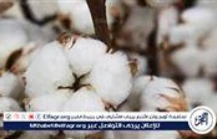 نقيب الزراعيين: الرئيس السيسي أعاد الاهتمام بزراعة القطن بهذه الخطوات