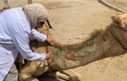 محافظة الجيزة: قافلة علاجية مجانية للخيول والإبل بالمنطقة الأثرية بالأهرامات