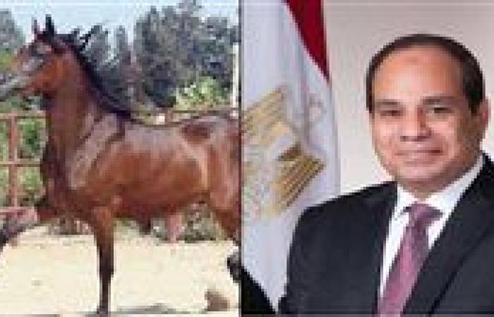في إطار توجيهات الرئيس السيسي.. إقامة بطولة «أصيل» للحصان العربي المصري