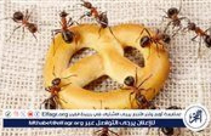 التخلص من النمل في فصل الصيف: حلول فعالة للحد من انتشار النمل في المنازل